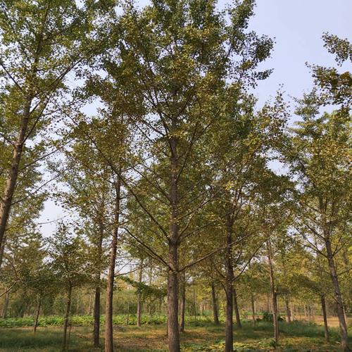 邳州鑫润苗木(图)-32公分白果树多少钱-北京白果树多少钱